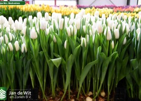 Tulipa Mrs. Medvedeva (1)